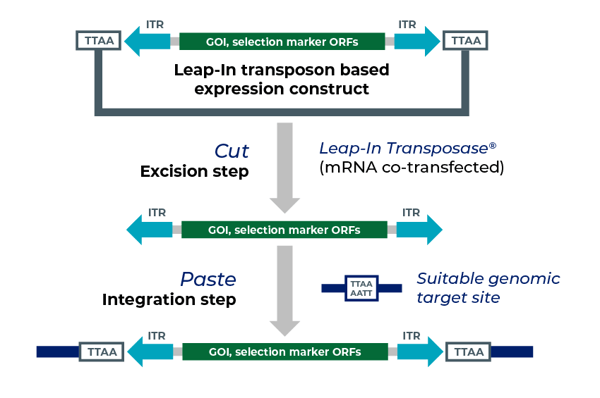 Recombinant leap in transposon integration