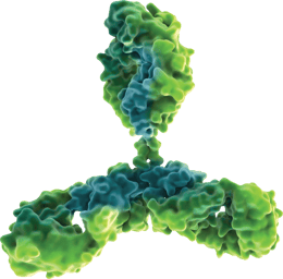 Green Y antibody molecule