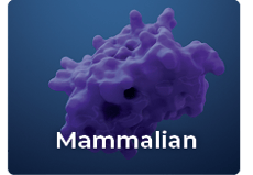 mammalian