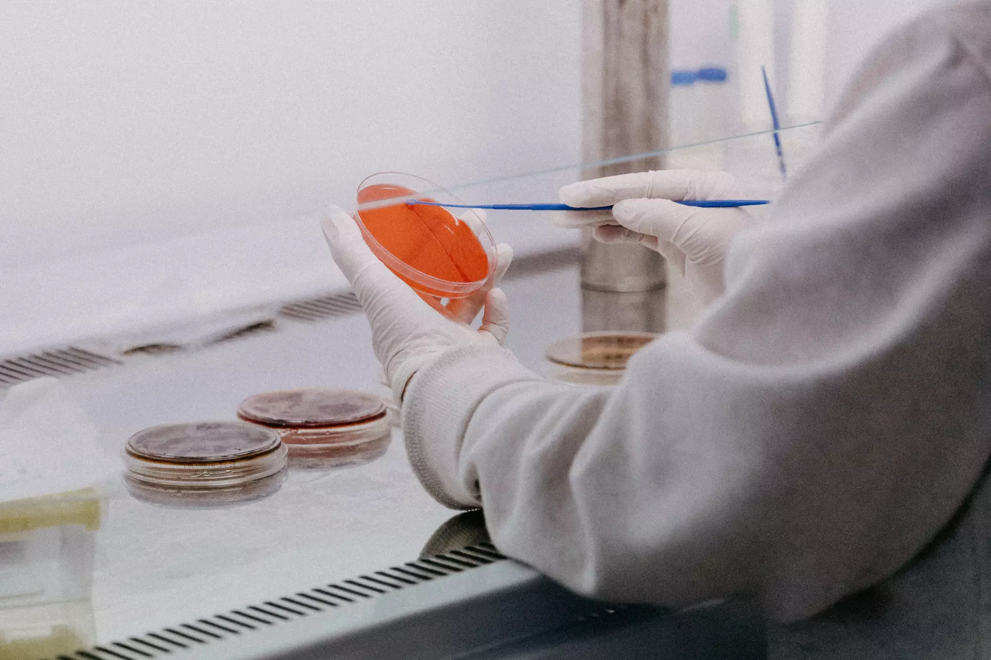 scientist examining cell culture dish